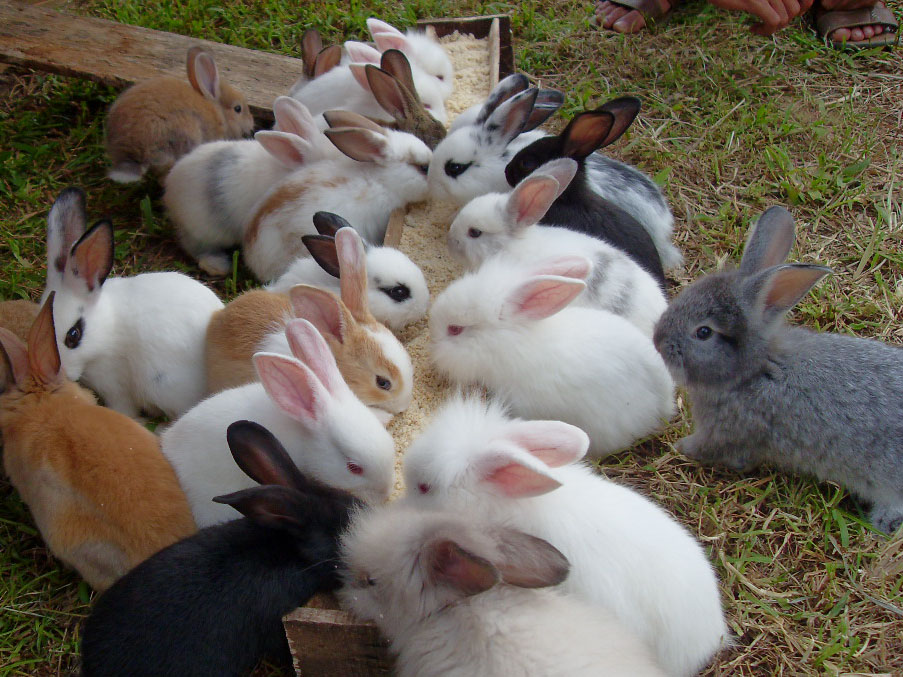 contoh wawancara dengan peternak kelinci terbaru