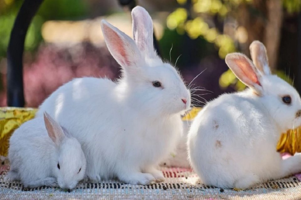 sebutkan jenis-jenis kelinci yang umumnya diternakkan