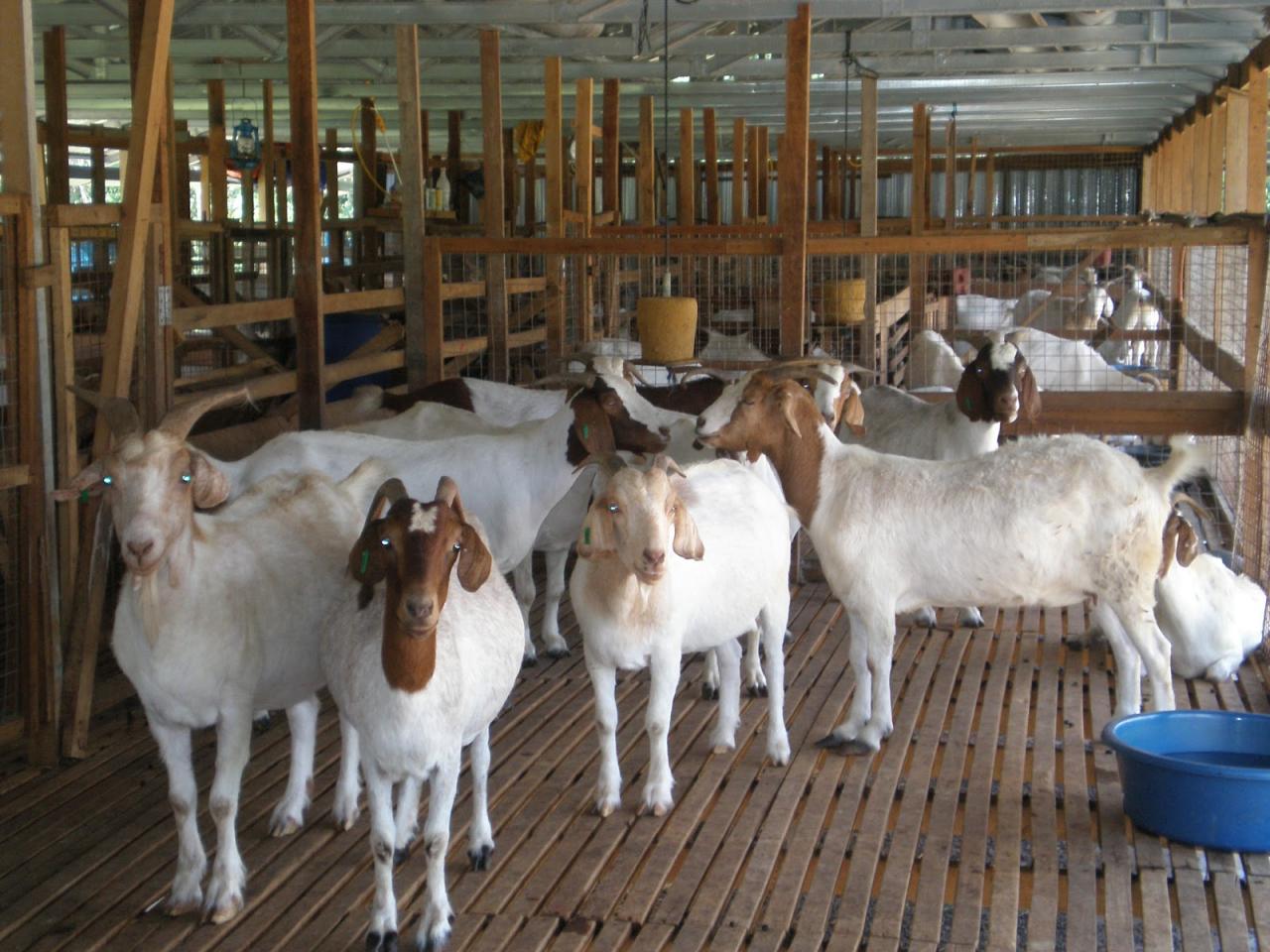 beternak kambing domba dan kelinci termasuk jenis peternakan