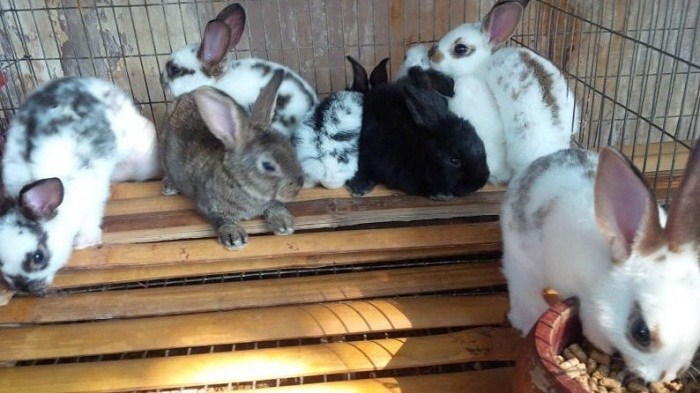 cara sukses ternak kelinci