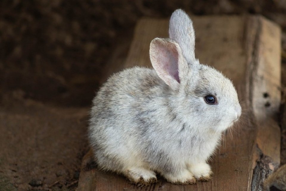 foto jenis kelinci