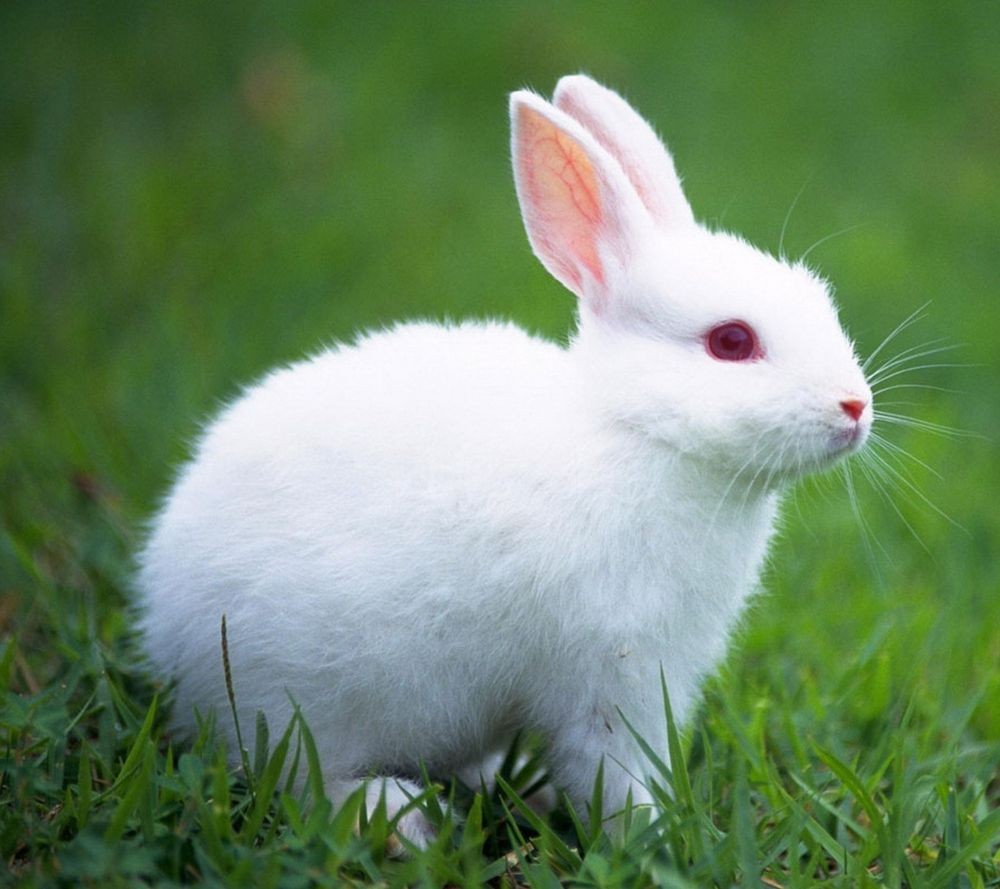 gambar kelinci jenis lop