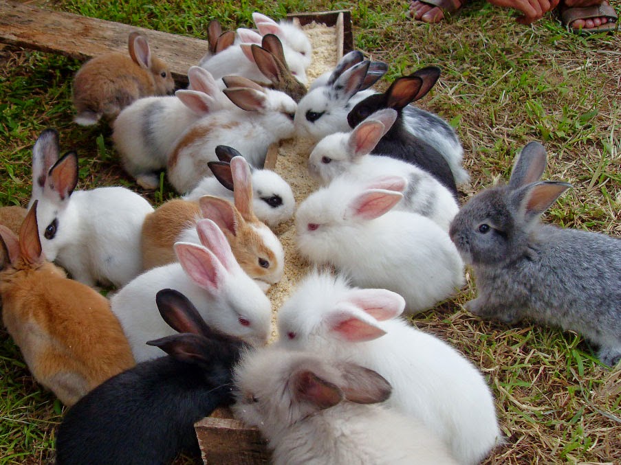 foto peternakan kelinci malang