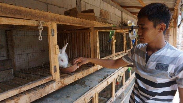 kelinci budidaya jateng hingga peluang masa kencing pandemi dijual laku daging pedaging rendah kolestrol tinggi potong langkah