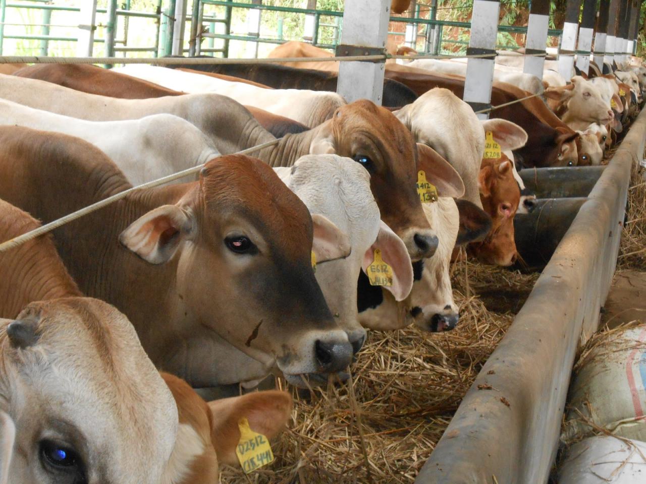 gambar sekumpulan ternak ayam kelinci sapi dan kambing terbaru