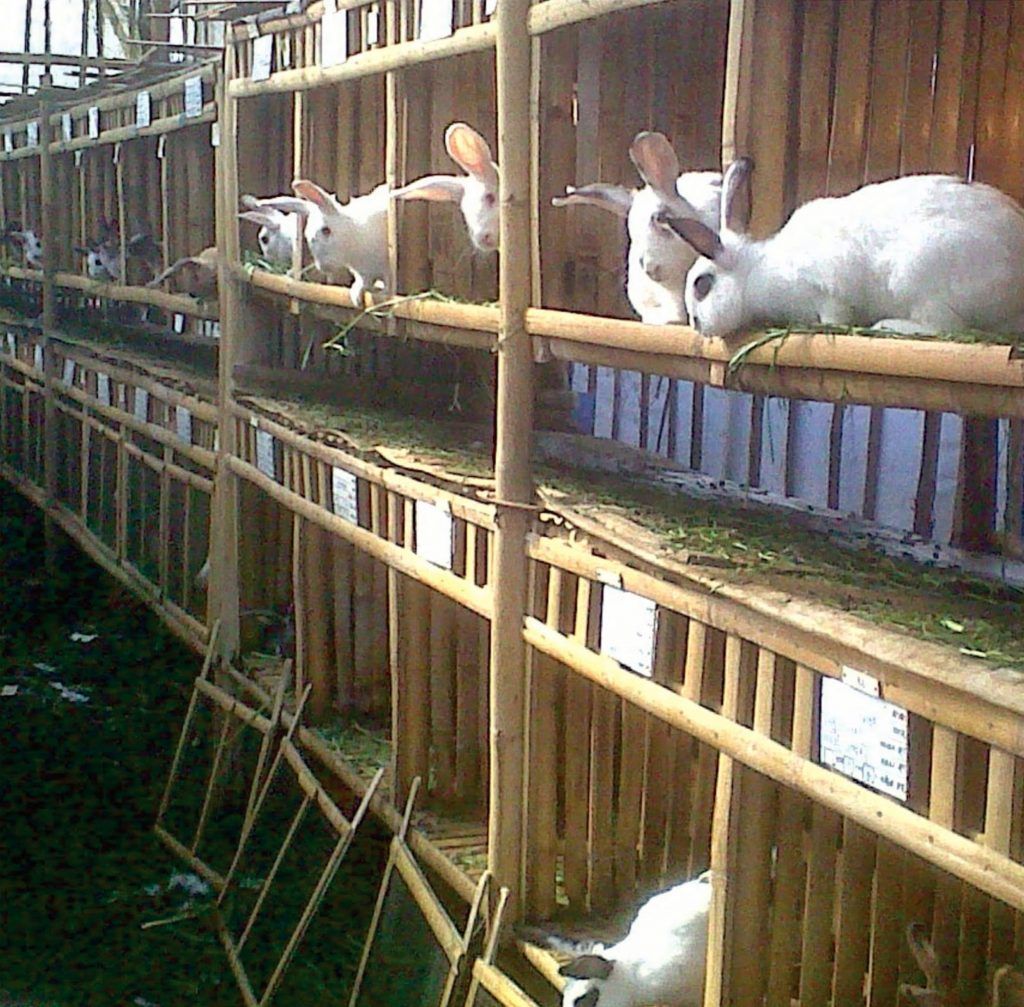 kelinci kandang ternak budidaya pedaging peternakan menjanjikan panduan hias desain usaha nasa skala kardus resmi viterna hormonik kambing hewan binatang
