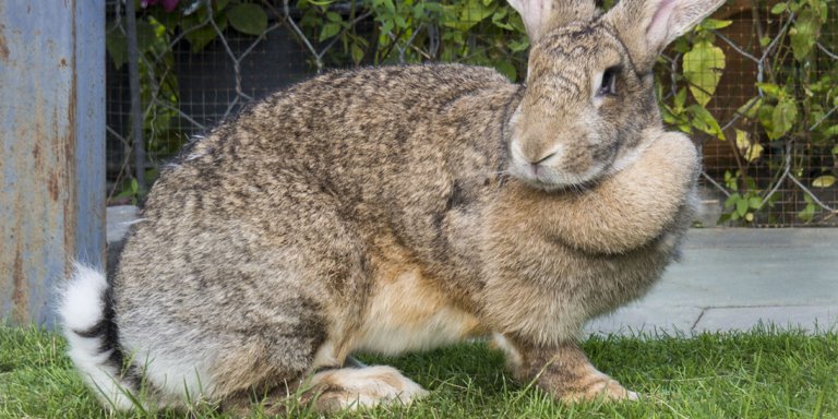 mikael rabbit ternak kelinci flemish giant magelang jawa tengah