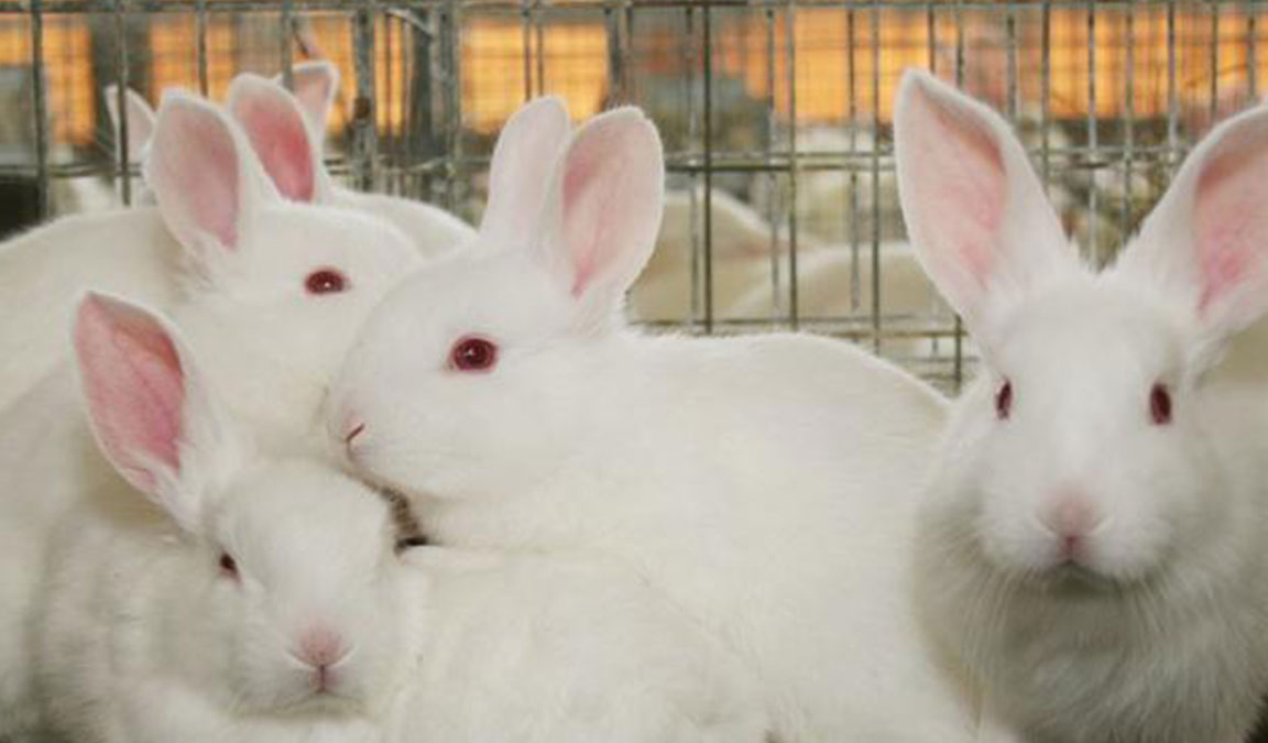 dua anak kelinci himalaya diperebutkan oleh seorang peternak