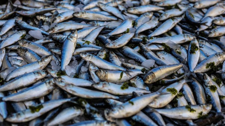 kandungan protein ikan asin untuk ternak kelinci