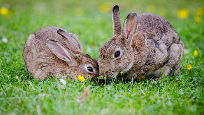 dokumentasi peternakan kelinci di malang terbaru