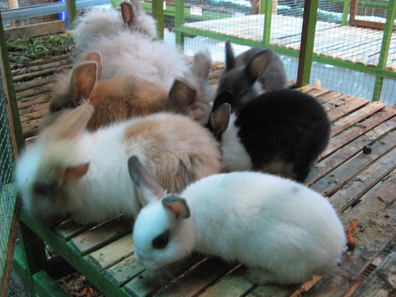 jurnal pupuk limbah ternak kelinci terbaru