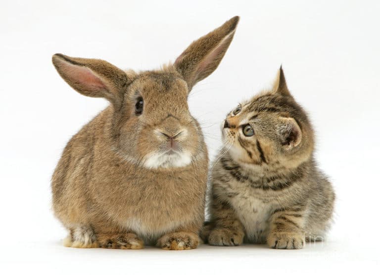mengenal jenis kelinci