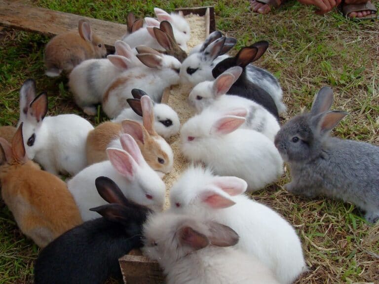 cara ternak kelinci dengan nasa