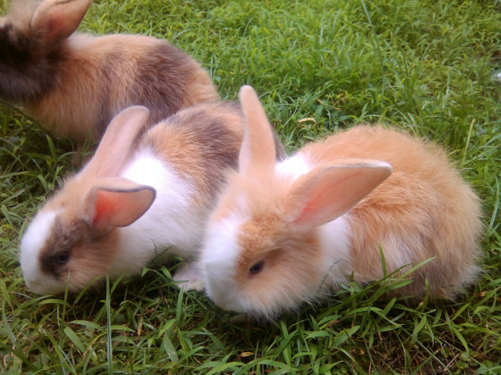 jenis 2 kelinci