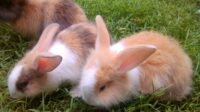jenis kelinci di jogja
