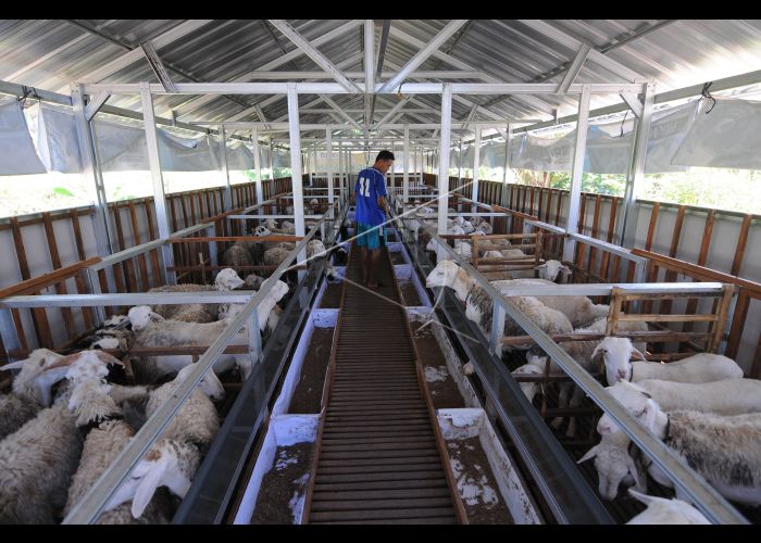 peternakan kambing kelinci babi terbaru