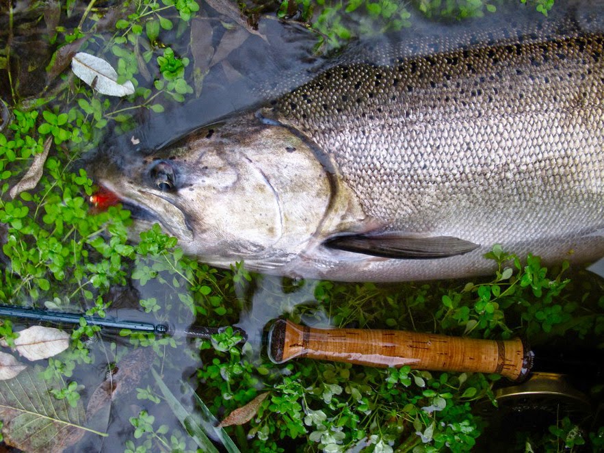 ikan enak sehat duniamasak risa