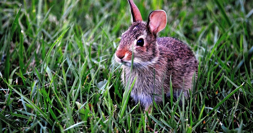 kelinci hewan achtergronden hujan merawat nawas imut peliharaan besar kandungan mengenal manfaat sedang musim supaya arenahewan bunny berwarna bunnies masing