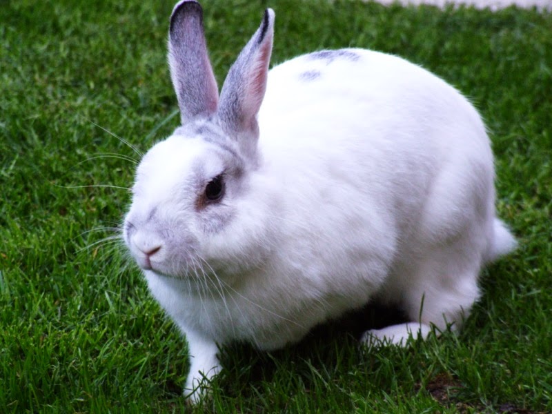 gambar bibit ternak kelinci terbaru