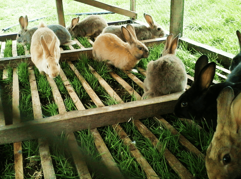 kelinci peternakan daging untuk pakan dasar panduan ternak beberapa mengkonsumsi manfaat pedaging