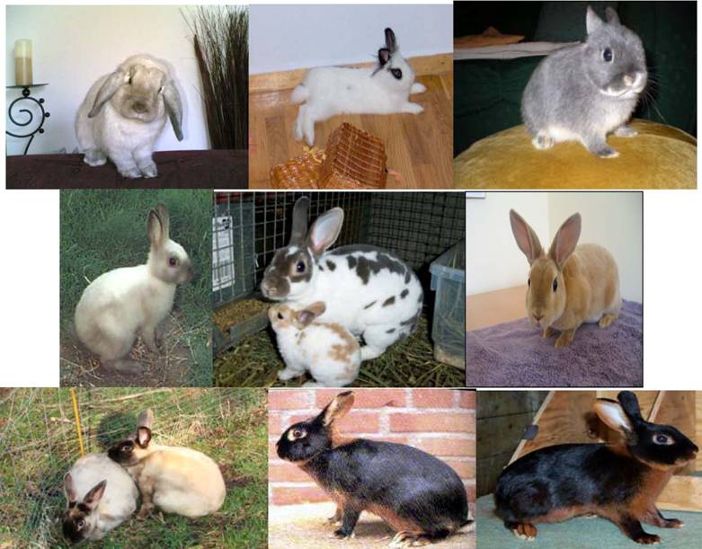 jenis ras kelinci terbaru
