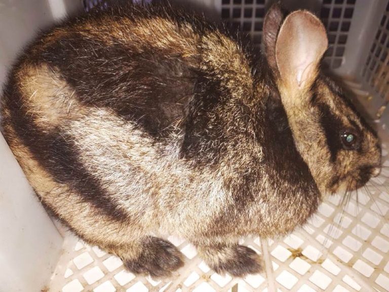 kelinci hewan peternakan usaha aneka rabbits peliharaan jenis untuk imut mencoba kanibal ternak binatang tapi izin orang namun dilakukan memakan