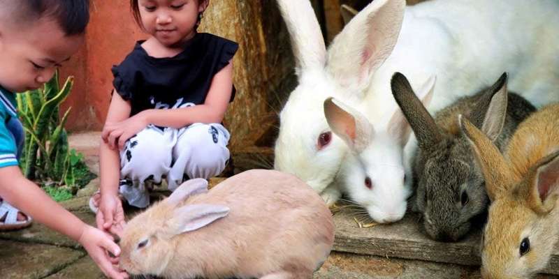 daftar peternak kelinci di indonesia terbaru