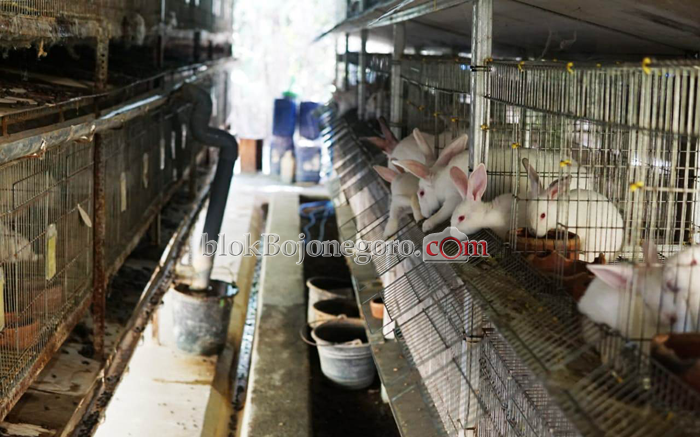 kelinci peternakan daging dasar panduan ternak pakan mengkonsumsi manfaat pedaging