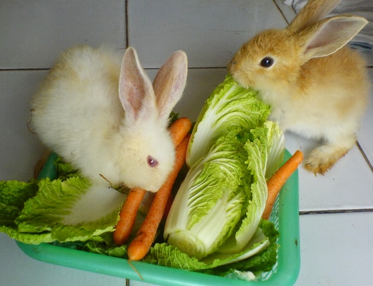 kelinci makanan cara merawat makan wortel ternak kesehatannya sayuran kesukaan sehat hijau pelet beternak