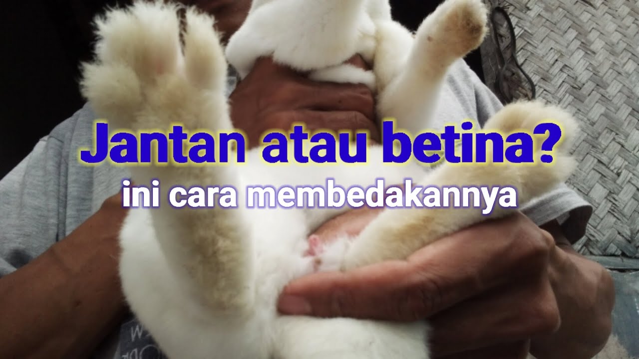 cara mengetahui jenis kelamin bayi kelinci