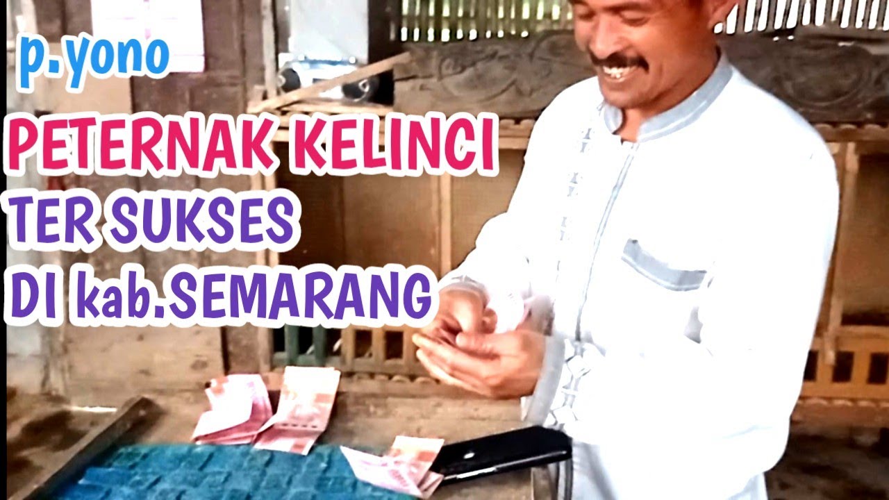 ternak kelinci pedaging tanpa ngarit terbaru