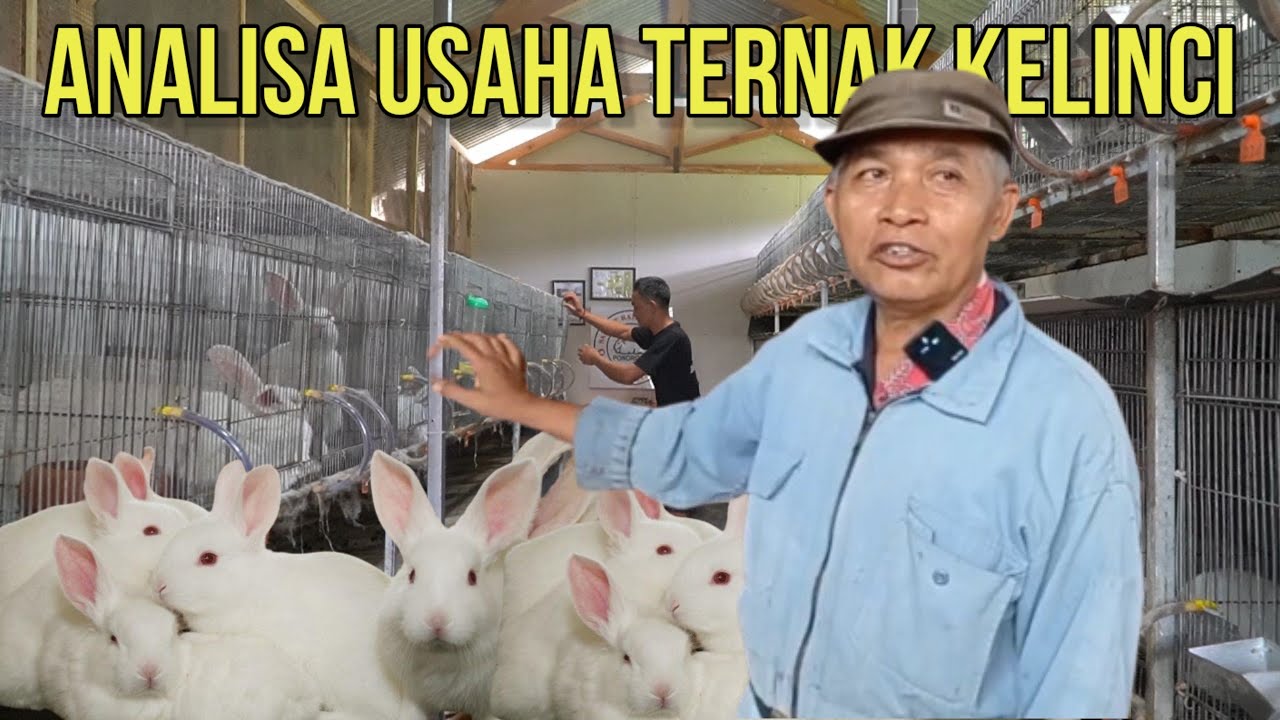 kelinci usaha peluang ternak usahanya analisa budidaya agrowindo menjanjikan sempit lahan pilihan