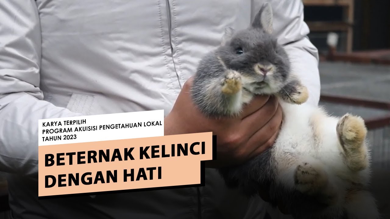 beternak kelinci youtube terbaru