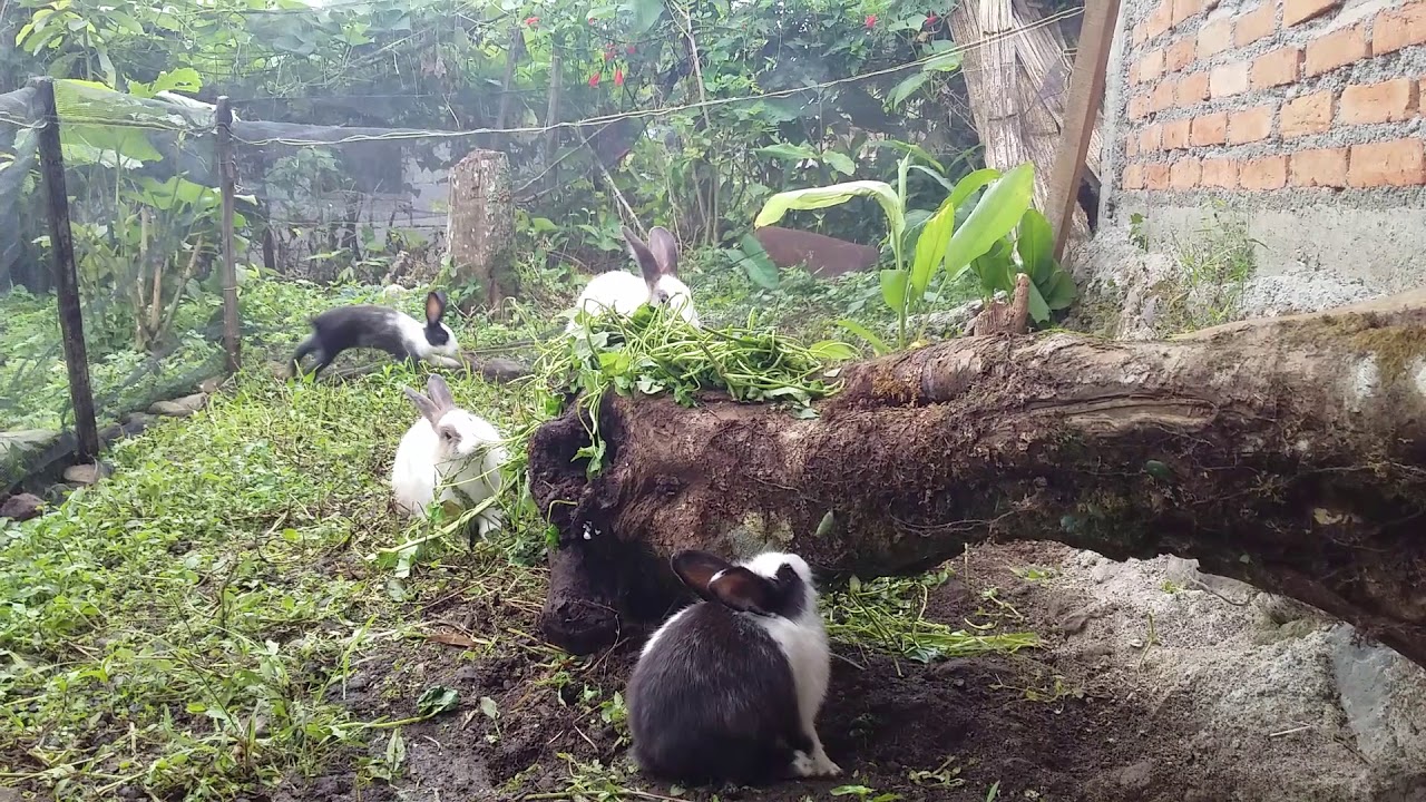 kelinci peternakan daging untuk pakan dasar panduan ternak beberapa mengkonsumsi manfaat pedaging