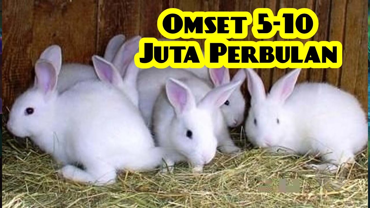 omset ratusan juta berternak kelinci terbaru