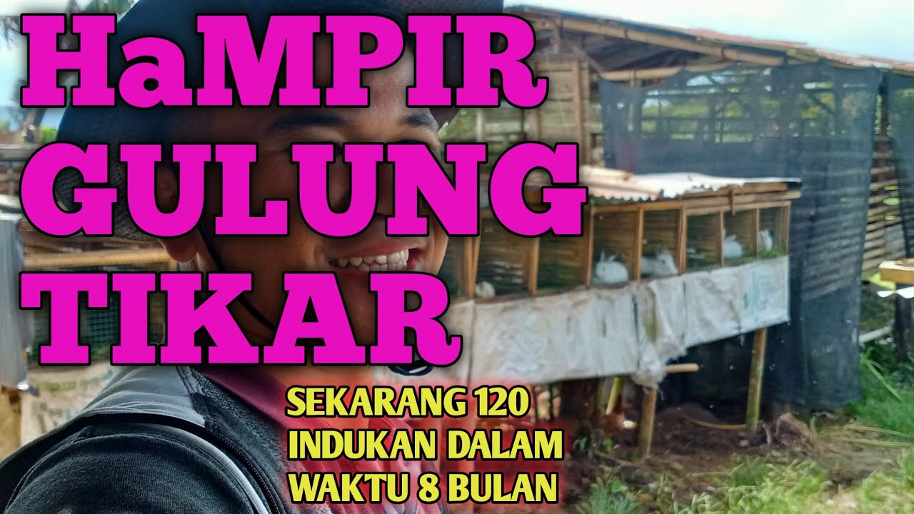 kelinci ternak jual bibit masmufid menjanjikan dipelihara baik tarik daya budidaya pedaging hendaknya berumur daerah