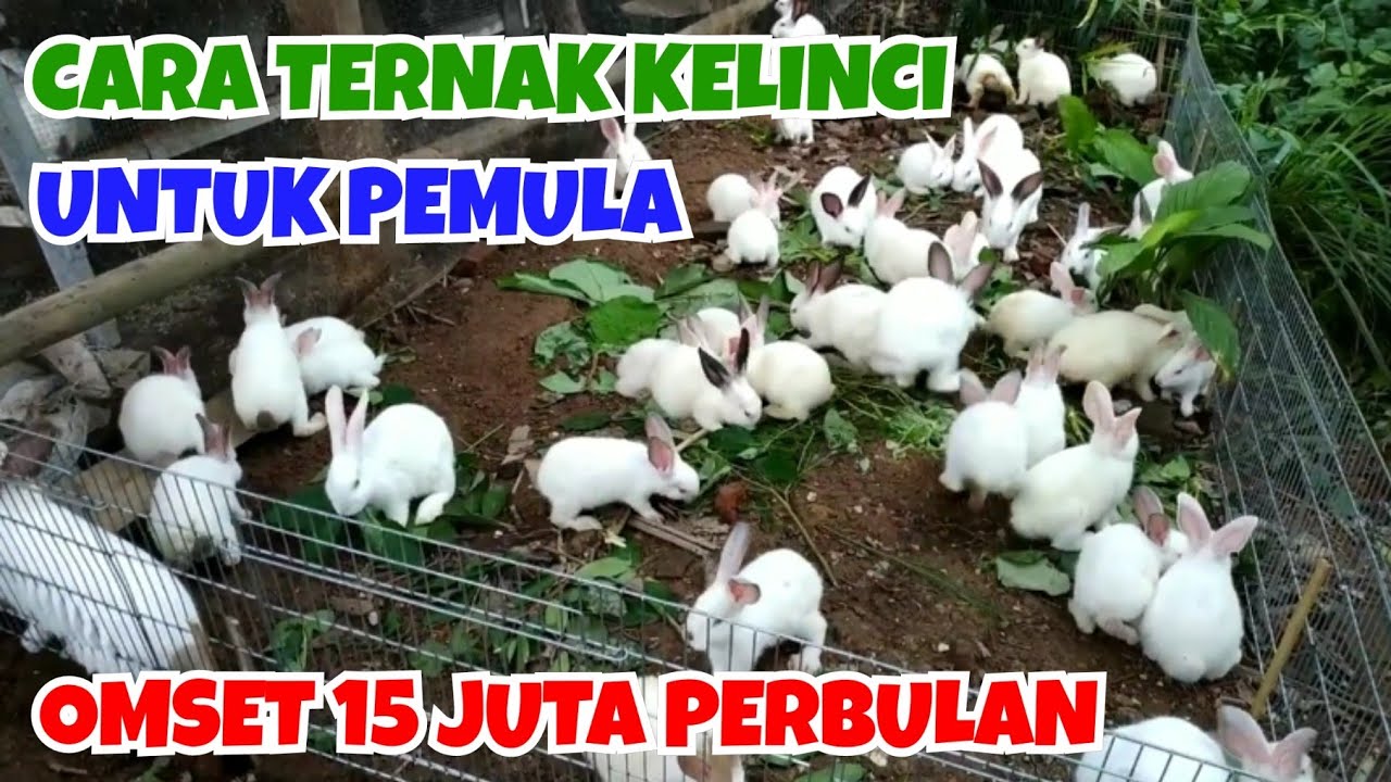 peternakan kelinci holland lop