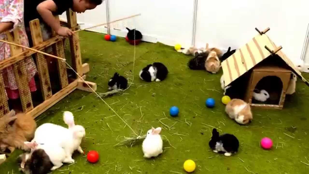 pelatihan ternak kelinci di jakarta