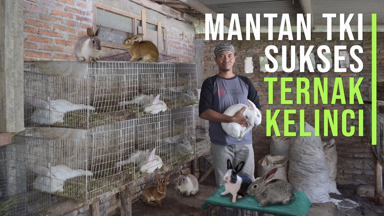 sukses ternak kelinci lokal terbaru