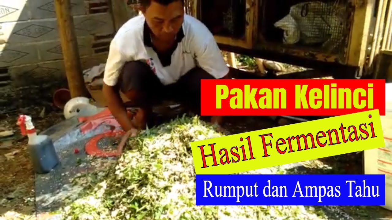 ternak kelinci pakan fermentasi terbaru