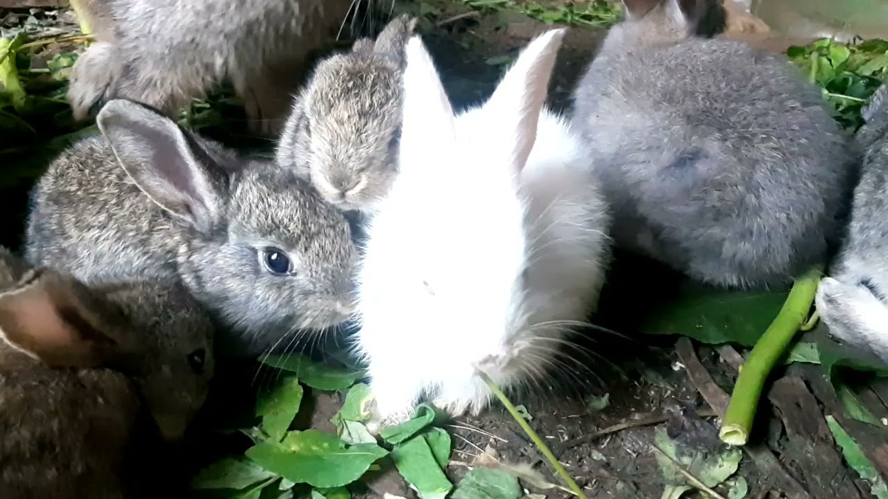 kelinci rumput makan ternak umbaran lokal