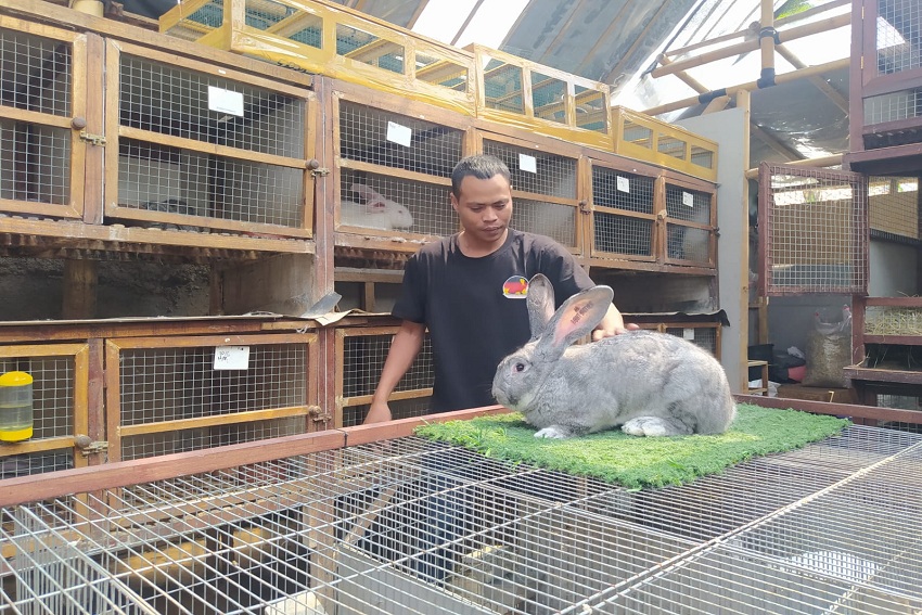 peternak kelinci di jogja 2019 terbaru