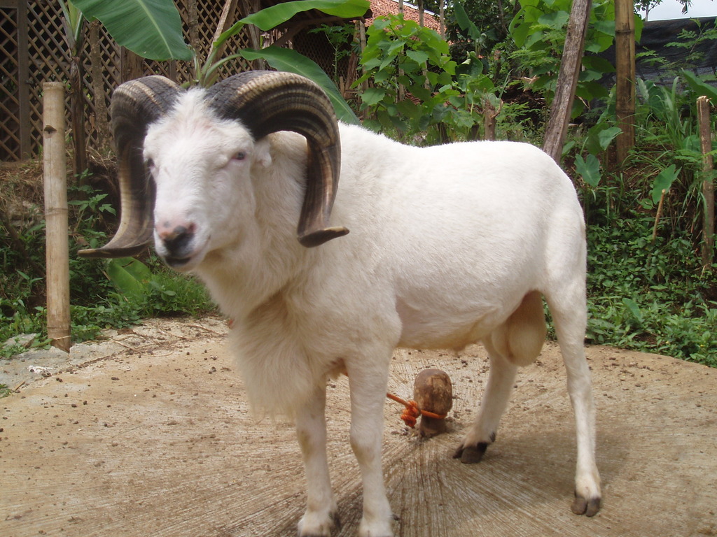 kambing ternak usaha peternakan kandang pakan beternak sapi fermentasi kecil desain hewan penggemukan ekor prospek peternak bebek benar jenis rumput