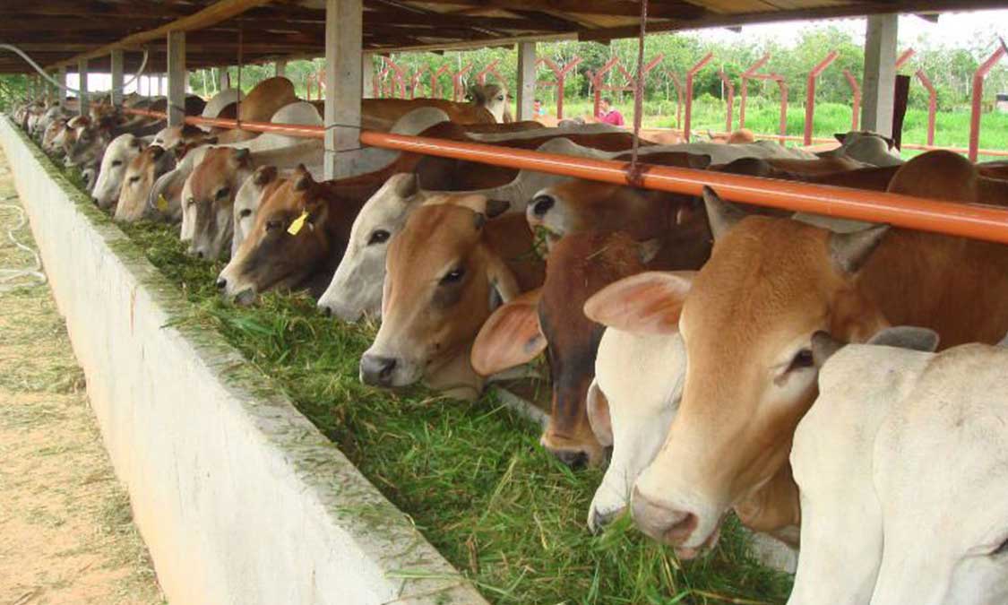 beternak kambing domba dan kelinci termasuk jenis peternakan terbaru