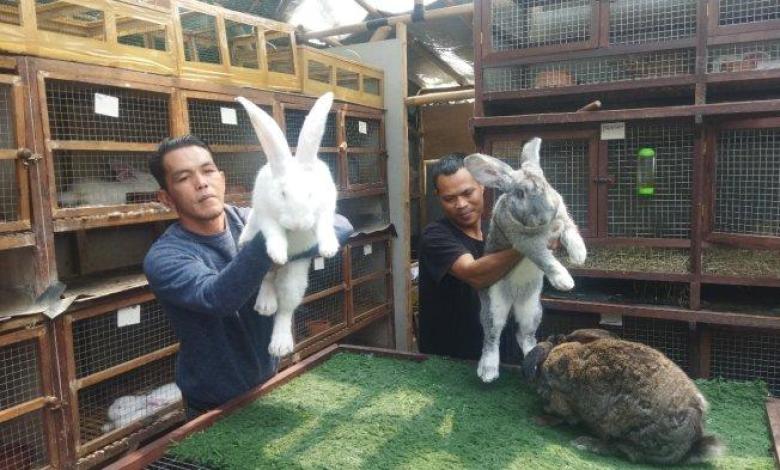 peternakan kelinci zia rabbitry jambi kota jambi jambi terbaru