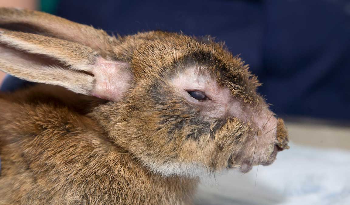 makalah pengendalian penyakit pada ternak kelinci terbaru