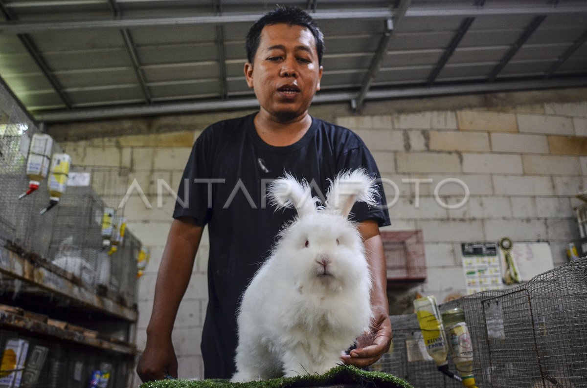 kelinci hias hardiman rabbitry peternak kampung sukabumi pemuda