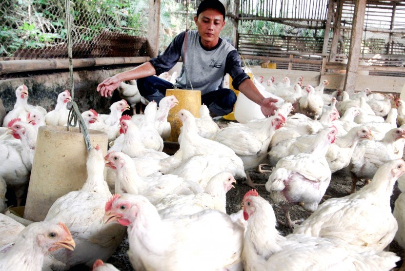 peternak kelinci sukses di indonesia