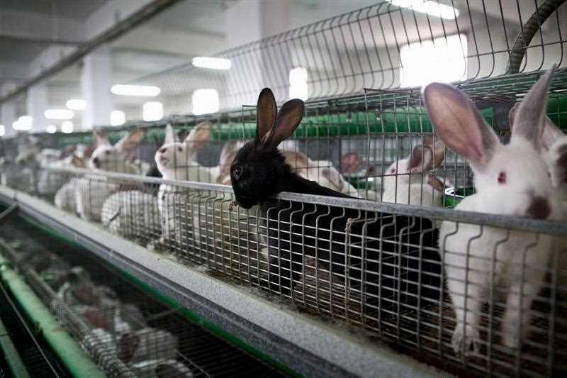 kelinci peternakan daging pakan panduan dasar ternak mengkonsumsi manfaat pedaging
