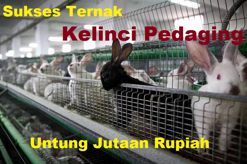 ternak kelinci untung jutaan rupiah terbaru